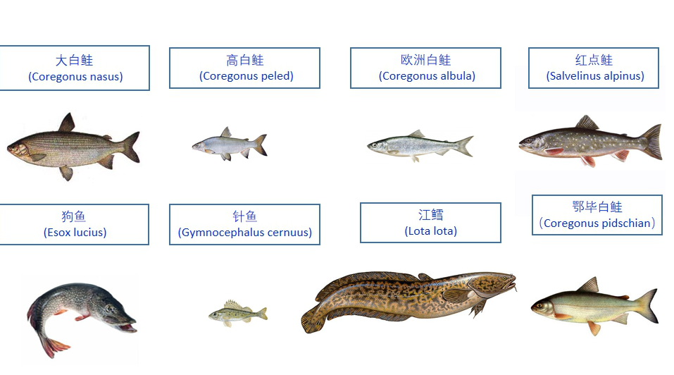 经常被原住民捕获的淡水鱼类有:大白鲑   (coregonus nasus),高白鲑