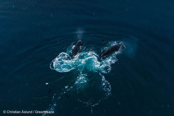 2018年1月15日，南极天堂湾，正在进食磷虾的座头鲸。© Christian Åslund / Greenpeace